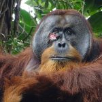 A wild orangutan used a medicinal plant to treat a wound, scientists say