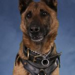 ISP K9 ‘Tora’ retires after 7 years of service