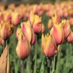 Tourists descend on Holland for Tulip Time